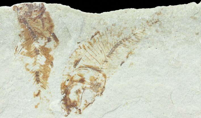 Bargain, Pair of Cretaceous Fossil Fish - Lebanon #70022